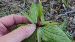 Trillium viridescens
