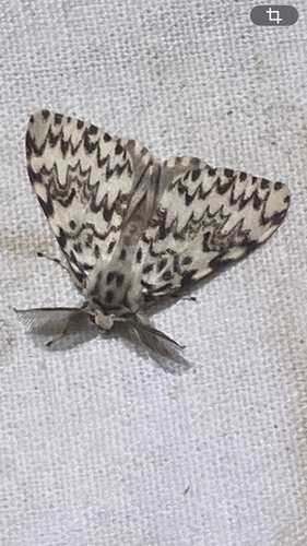 Black Arches