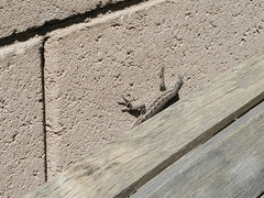 Sceloporus occidentalis longipes