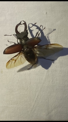 European Stag Beetle