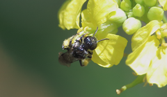 Rhophitulus