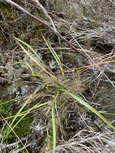 Microseris scapigera, 2026-04-10