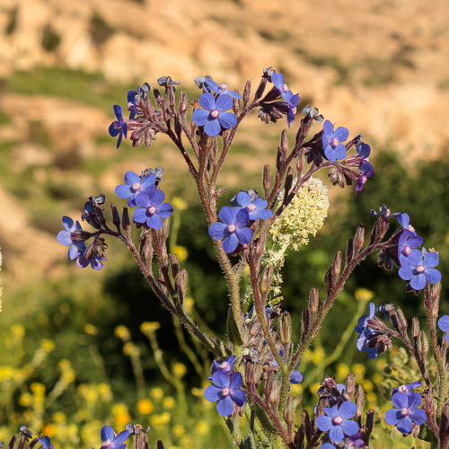 Italian Bugloss