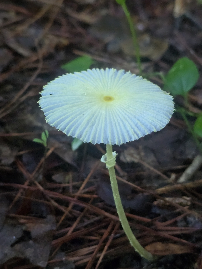 Fragile Dapperling
