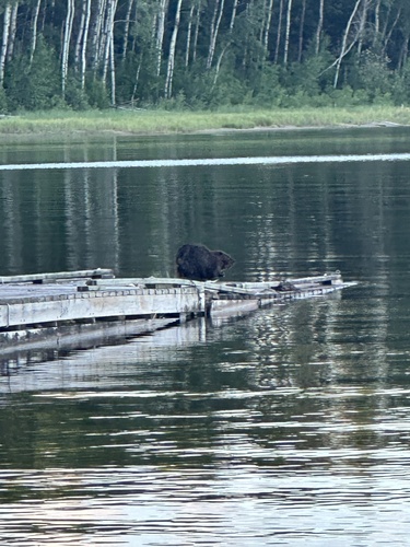 American Beaver