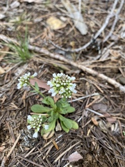 Noccaea fendleri