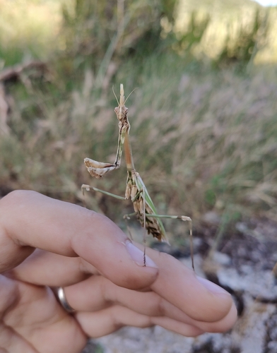 Mediterranean Conehead Mantis
