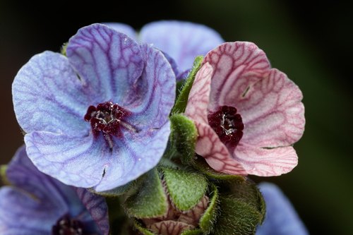 blue hound's-tongue