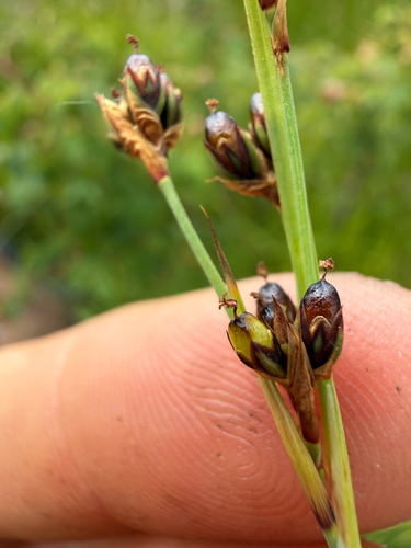 Juncus covillei iNat (3)