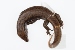 Oligosoma fallai