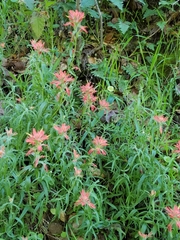 Castilleja affinis affinis