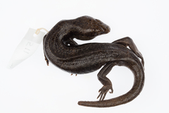 Oligosoma fallai