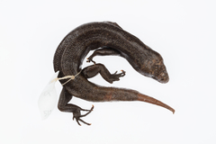 Oligosoma fallai