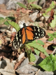 Image of Heliconius hecale