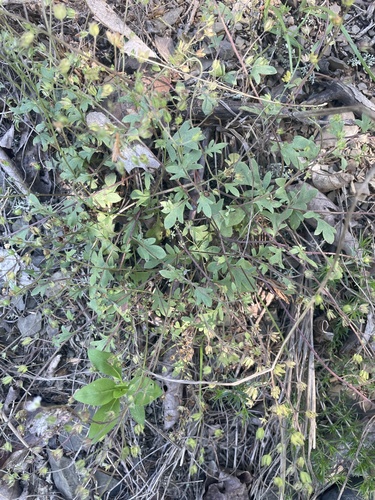 Phacelia dubia, photograph 3