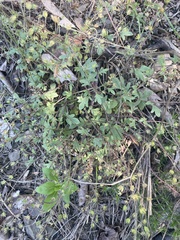 Phacelia dubia, photograph author not stated, no rights reserved