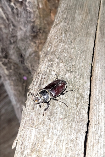 European Stag Beetle