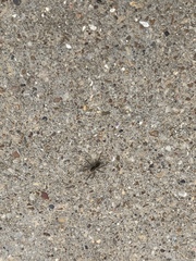 Lycosidae
