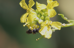 Rhophitulus