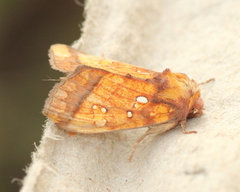 Papaipema leucostigma