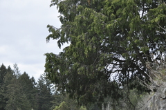 Juniperus maritima