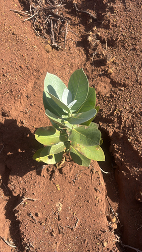 Calotropis gigantea observed 2026-06-05