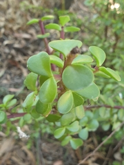 Portulacaria afra