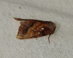 Papaipema leucostigma