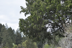 Juniperus maritima