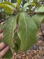 Quercus tuberculata