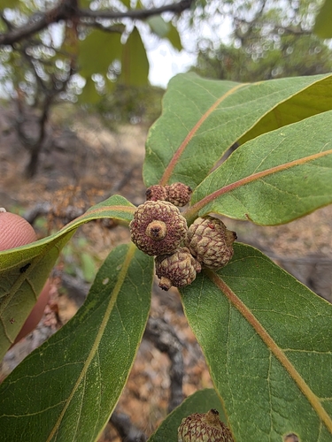 Quercus tuberculata, photograph 2