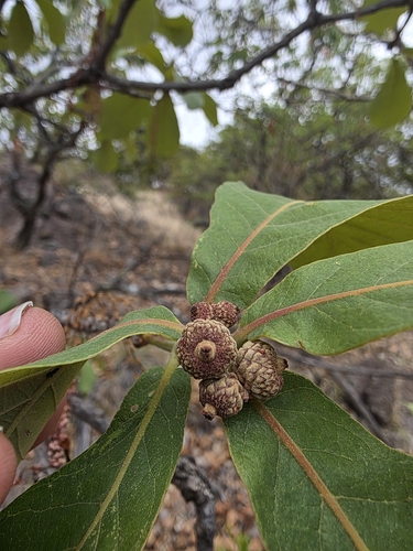 Quercus tuberculata, photograph 3