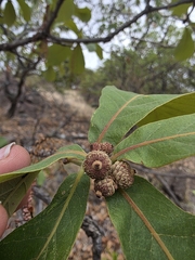 Quercus tuberculata, photograph (c) Adrian Bojorquez, some rights reserved (CC BY-SA)