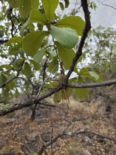 Quercus tuberculata, photograph 4
