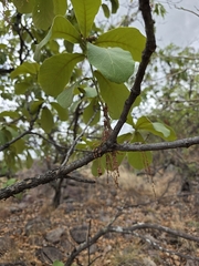 Quercus tuberculata, photograph (c) Adrian Bojorquez, some rights reserved (CC BY-SA)