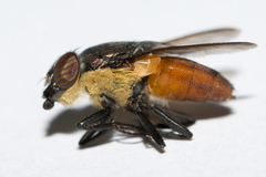 Stomorhina xanthogaster