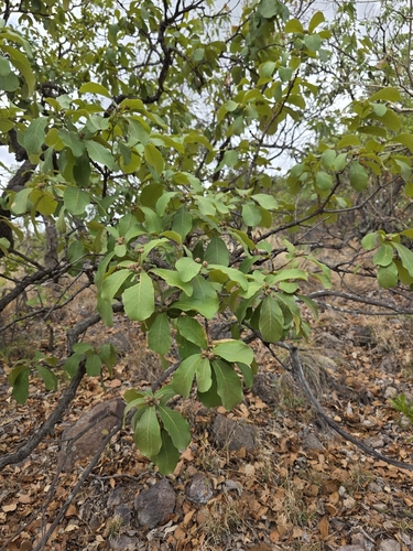 Quercus tuberculata, photograph 5