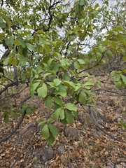 Quercus tuberculata, photograph (c) Adrian Bojorquez, some rights reserved (CC BY-SA)