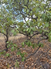 Quercus tuberculata, photograph (c) Adrian Bojorquez, some rights reserved (CC BY-SA)