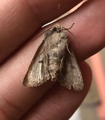 Orthosia pacifica