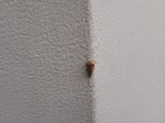 Cyrtolobus fenestratus