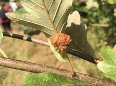Andricus nigricens