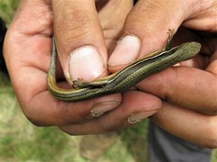 Trachylepis megalura