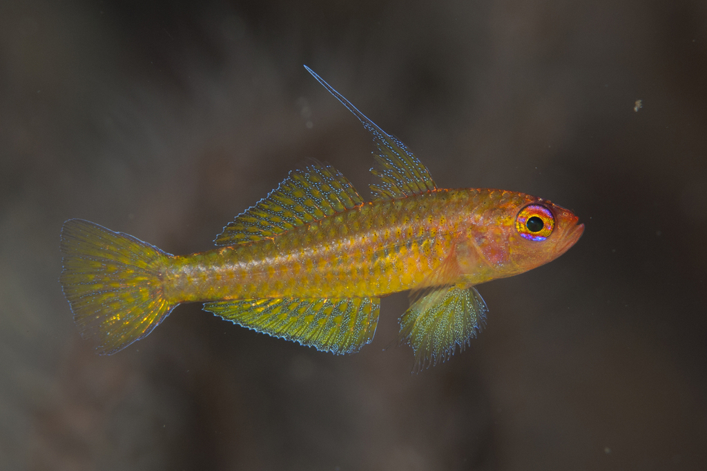 Yellow Cavegoby
