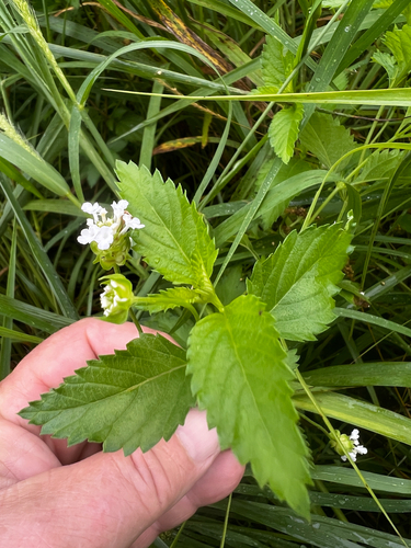 Lantana achyranthifolia, photograph 6