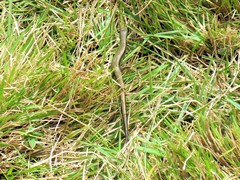 Trachylepis megalura