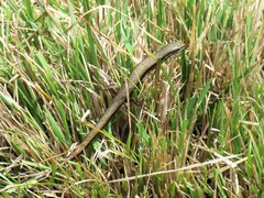 Trachylepis megalura