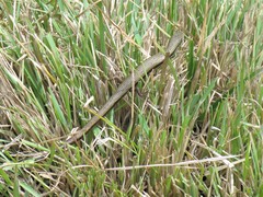 Trachylepis megalura