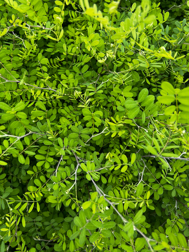 Coursetia axillaris, photograph 4