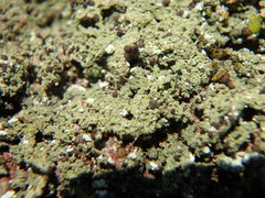 Bilimbia sabuletorum